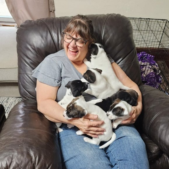 LIVE SHOW listing - Picture 6 of 6